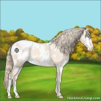 Horse Color:White Spotted Perlino Appaloosa 