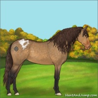 Horse Color:Buckskin Dun Appaloosa