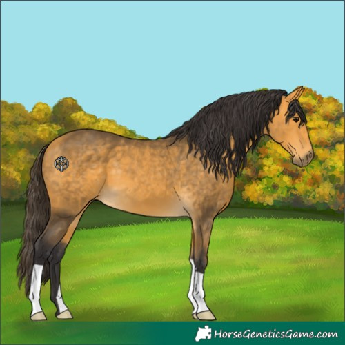 Horse Color:Buckskin 