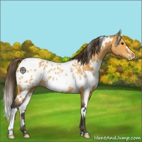 Horse Color:White Spotted Buckskin Appaloosa Rabicano