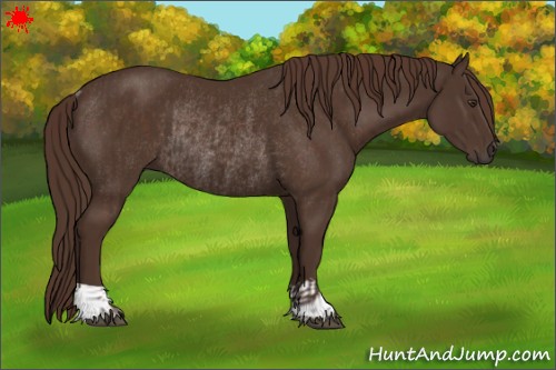 Horse Color:Liver Chestnut  and Liver Chestnut Rabicano 
