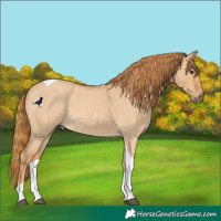 Horse Color:Red Dun Roan Tobiano Rabicano