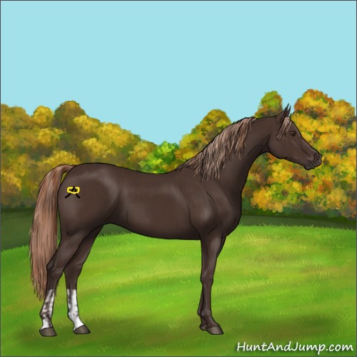 Horse Color:Liver Chestnut  and Liver Chestnut 