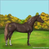 Horse Color:Liver Chestnut  and Liver Chestnut 