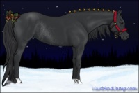 Horse Color:Black and Black Rabicano
