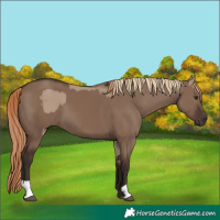 Horse Color:Liver Red Dun  and Liver Red Dun 
