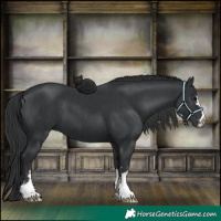 Horse Color:Black  and Black 
