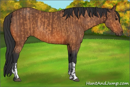 Horse Color:Bay  and Bay 