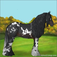 Horse Color:White Spotted Brown 