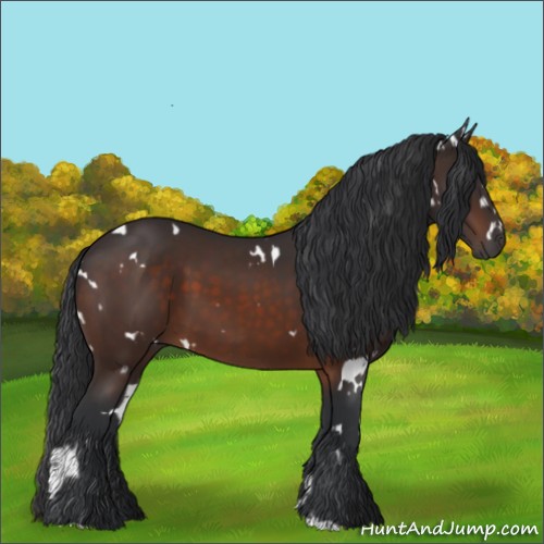 Horse Color:White Spotted Brown