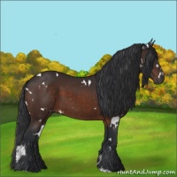 Horse Color:White Spotted Brown 
