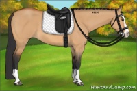 Horse Color:Bay Dun Splash 