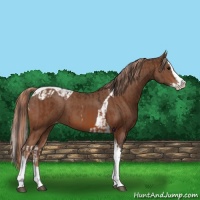 Horse Color:Bay Splash Tobiano Appaloosa  and Chestnut Splash Tobiano Appaloosa 
