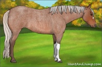 Horse Color:Silver Bay Roan 