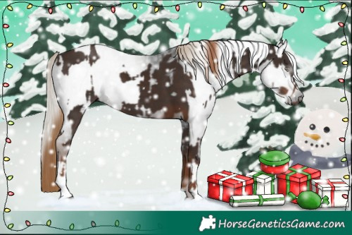 Horse Color:Liver Chestnut and Gray Liver Chestnut