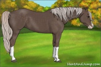 Horse Color:Silver Black Splash
