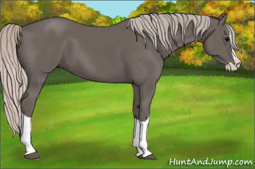 Horse Color:Silver Black Splash