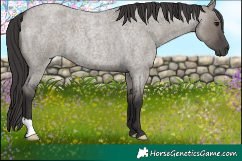 Horse Color:Smoky Grullo Roan 