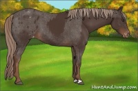 Horse Color:Liver Chestnut  and Liver Chestnut Appaloosa 