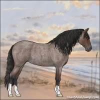 Horse Color:Bay Roan 