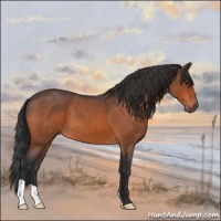 Horse Color:Brown Roan 