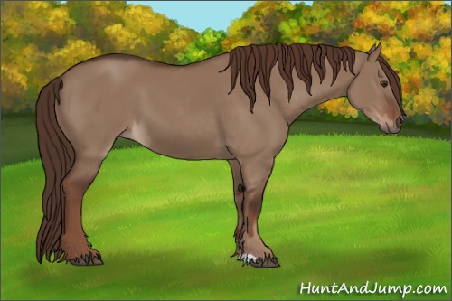Horse Color:Liver Red Dun  and Liver Red Dun 