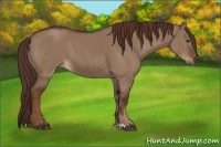 Horse Color:Liver Red Dun  and Liver Red Dun 