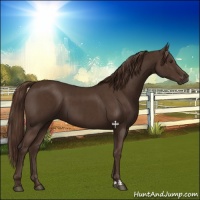 Horse Color:Liver Chestnut  and Liver Chestnut 