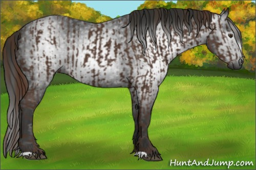Horse Color:Liver Chestnut  and Gray Liver Chestnut 
