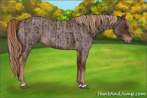 Horse Color:Liver Chestnut  and Liver Red Roan 