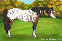 Horse Color:Bay Appaloosa  and Bay Frame Appaloosa 