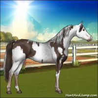 Horse Color:Liver Chestnut  and Gray Liver Chestnut 