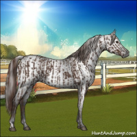 Horse Color:Liver Chestnut and Gray Liver Chestnut