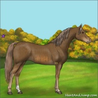 Horse Color:Chocolate Palomino  and Chocolate Palomino 