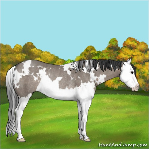 Horse Color:White Spotted Grullo Sabino Splash Rabicano 