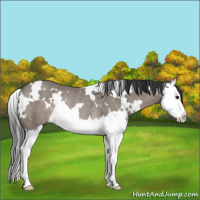 Horse Color:White Spotted Grullo Sabino Splash Rabicano 
