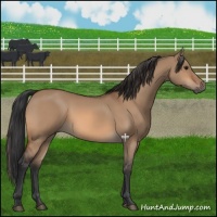 Horse Color:Bay Dun