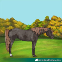 Horse Color:Liver Chestnut  and Liver Chestnut Appaloosa 
