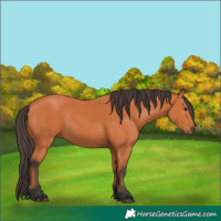 Horse Color:Bay 