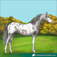 Horse Color:Brown Dun Sabino Tobiano Appaloosa Rabicano 