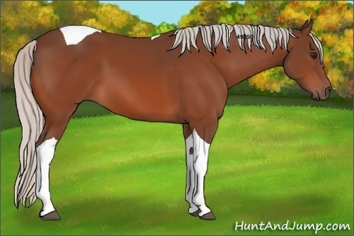 Horse Color:Silver Bay Tobiano 