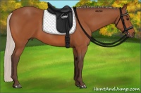 Horse Color:Silver Bay 