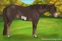 Horse Color:Liver Chestnut  and Liver Chestnut Frame 