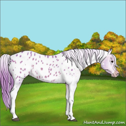 Horse Color:Watercolor White Spotted Bay Roan Appaloosa 