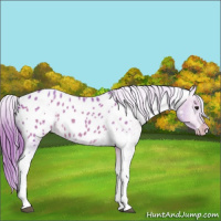 Horse Color:Watercolor White Spotted Bay Roan Appaloosa 