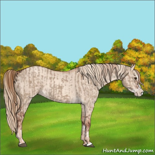 Horse Color:Liver Red Dun Splash and Gold Champagne Dun Splash