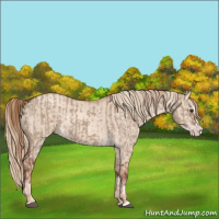 Horse Color:Liver Red Dun Splash  and Gold Champagne Dun Splash 