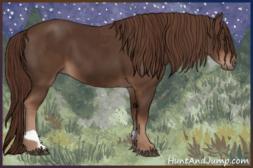 Horse Color:Liver Chestnut  and Liver Chestnut 