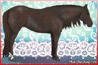 Horse Color:Liver Chestnut  and Liver Chestnut 