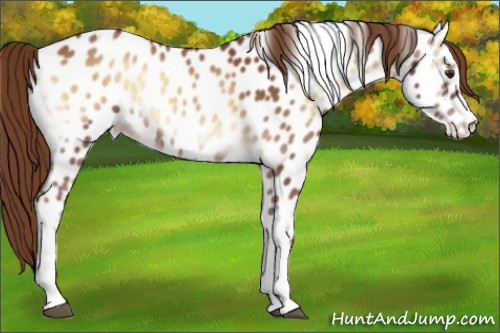 Horse Color:Red Onyx Tobiano Near Leopard Rabicano 